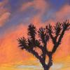 Joshua Tree